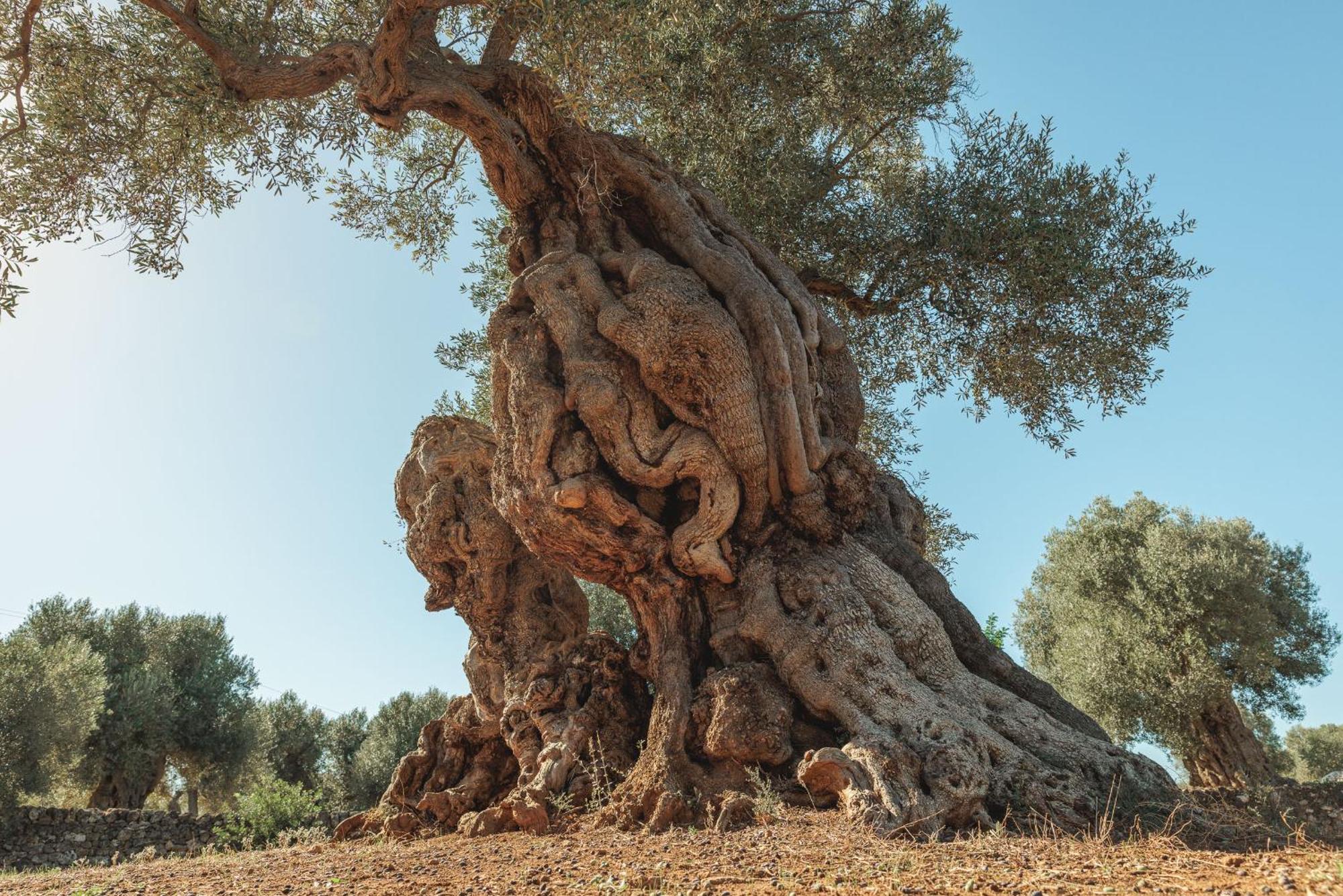Masseria Brigantino * Torre Canne